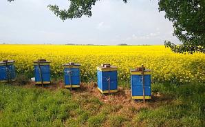 Kradł ule z pszczołami. Policjanci zatrzymali sprawcę i jego łup o wartości 65 tys. zł!