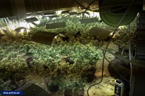 [VIDEO] Wietnamscy „plantatorzy