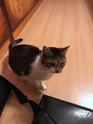 [VIDEO] W Danii zaginęła 33-letnia Marlena Drąg. Szuka jej mama