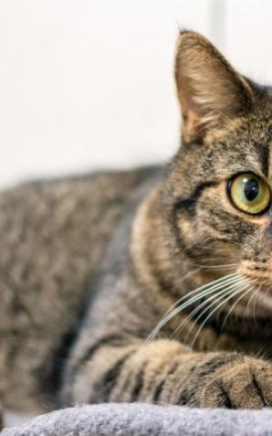 Warszawa pomaga zwierzętom