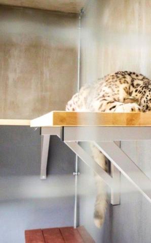 Pantery śnieżne ponownie w warszawskim zoo