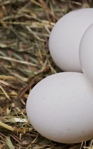 Wznowiony eksport drobiu i jaj wylęgowych na rynek Ukrainy