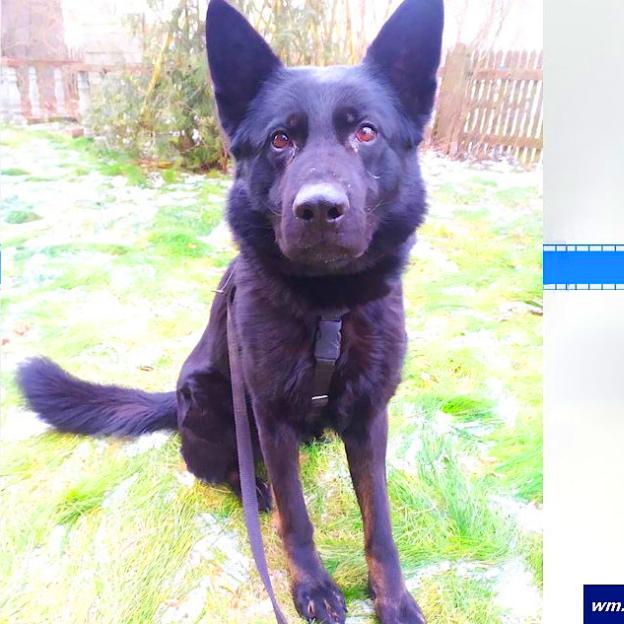 [VIDEO] Włamał się do przychodni i ukradł szczepionki. Po kilku godzinach został zatrzymany i usłyszał zarzut