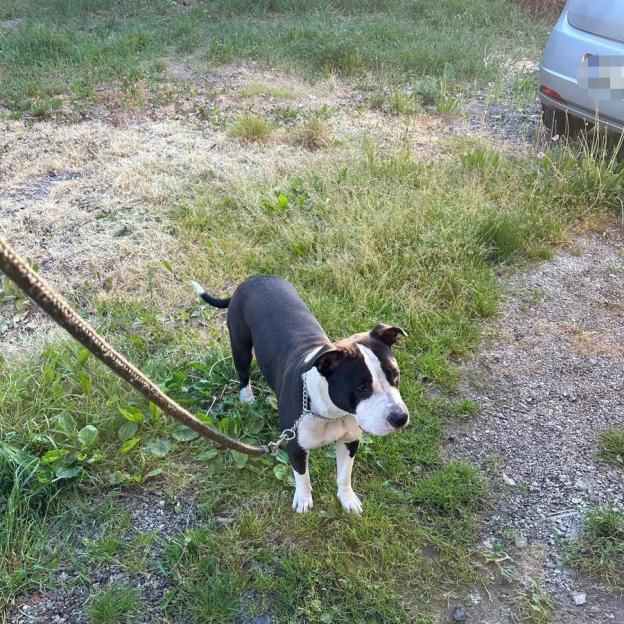 Skandaliczne przestępstwo w Konstancinie: Para aresztowana za próbę pozbawienia wolności 18-latki. Kazali jej kopać dla siebie grób