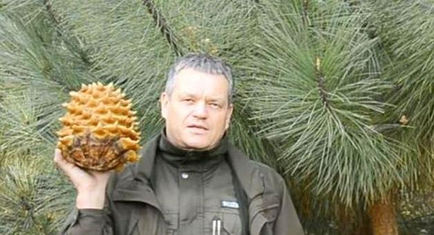 Sosna (nie)zwykła 