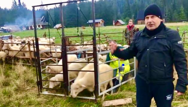 Na podhalańskiej łące doimy dziś owce i wyrabiamy sery! W bacówce „U Koziara”!