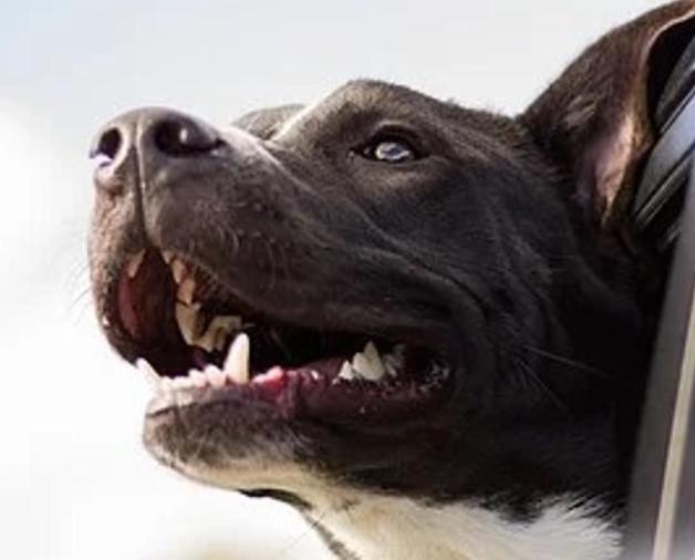 Areszt za szczególne znęcanie się nad psem