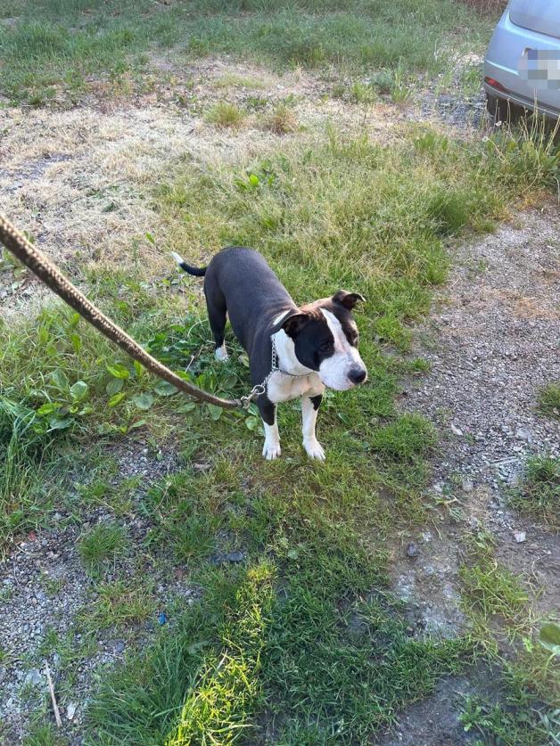 Skandaliczne przestępstwo w Konstancinie: Para aresztowana za próbę pozbawienia wolności 18-latki. Kazali jej kopać dla siebie grób